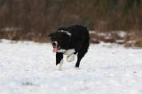 BORDER COLLIE 1169